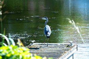 Photo 13- click for photo gallery